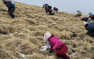 冬蟲夏草采挖看月份！4-7月各產(chǎn)區(qū)差異大，5-6月是“黃金窗口”