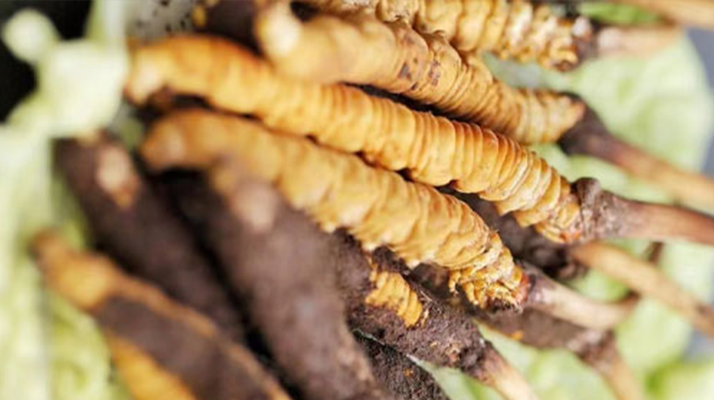 鮮冬蟲夏草泡酒能喝嗎？ 