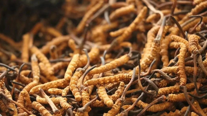 鮮冬蟲(chóng)夏草有保質(zhì)期嗎？?jī)?chǔ)存方式與時(shí)效全解析