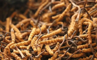 鮮冬蟲夏草有保質(zhì)期嗎？儲存方式與時效全解析