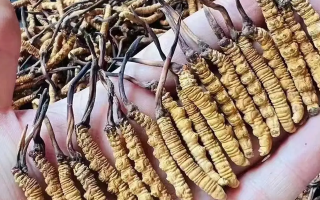 冬蟲夏草治什么病最好用？科學(xué)解讀其輔助調(diào)理作用