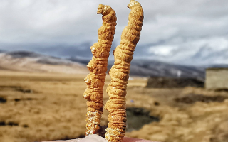 一根冬蟲夏草多少錢？2025 年價格拆解與選購指南