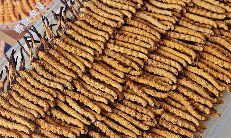 斷的冬蟲夏草：效果是否打折？科學解讀與實用建議