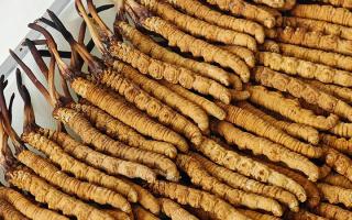 冬蟲夏草藥材成分解析：活性物質與營養(yǎng)構成的全面解讀