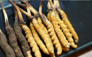 鮮冬蟲夏草泡酒：適宜酒品、搭配方案與飲用指南