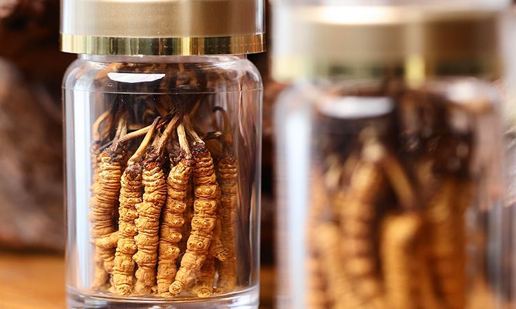 送冬蟲夏草給男孩子好嗎