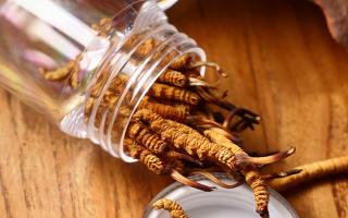 冬蟲夏草多少錢一條？2025 年單條價(jià)格換算與選購攻略