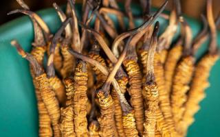 冬蟲夏草有什么作用？這些食用方法要知道