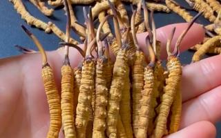 真假冬蟲夏草怎么辨別？5 個實用方法 + 避坑指南