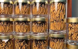 正宗冬蟲夏草能 “治” 哪些病？科學(xué)認(rèn)知其輔助調(diào)理作用