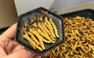 冬蟲夏草可以煲骨頭嗎？當(dāng)然可以！這樣做營養(yǎng)翻倍