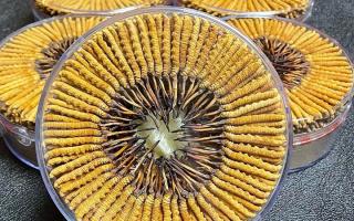 冬蟲夏草一斤價格多少？2025 年行情揭秘，差價竟達(dá)數(shù)十倍