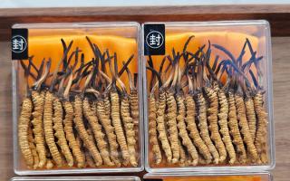 冬蟲夏草現(xiàn)在多少錢一克？2025 年克價揭秘，差價達(dá) 5 倍