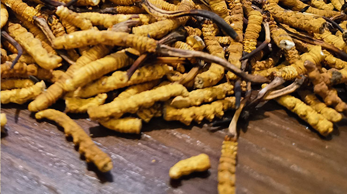 2025 年干<a href=http://m.dxpav.com/jiage/ target=_blank class=infotextkey>冬蟲夏草價格</a>指南