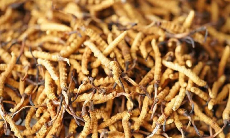 四級(jí)冬蟲(chóng)夏草一克多少根