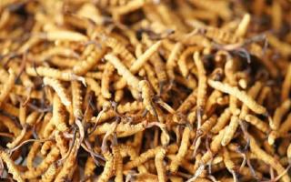 四級(jí)冬蟲(chóng)夏草一克多少根？根數(shù)背后的等級(jí)與價(jià)值邏輯