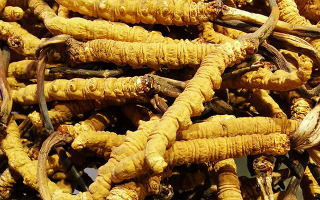 石斛與冬蟲夏草哪個(gè)好？從功效到適用場(chǎng)景的全面對(duì)比