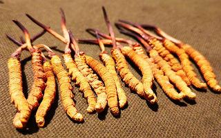 冬蟲夏草泡水：每次放多少水才合適？