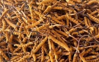 冬蟲夏草專業(yè)存放指南：這樣存，品質(zhì)不打折