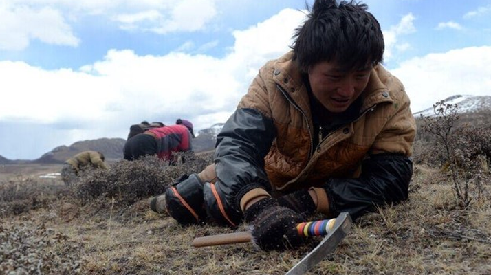 那曲<a href=http://m.dxpav.com/sdph/wacr/ target=_blank class=infotextkey>挖草人</a>阿旺的蟲草采摘時間表