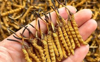 冬蟲(chóng)夏草專(zhuān)家詳解：不同形態(tài)蟲(chóng)草的保存方法與時(shí)限，避免營(yíng)養(yǎng)白白流失