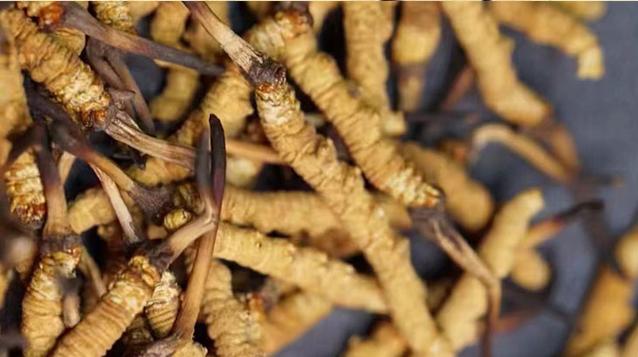 野生<a href=http://m.dxpav.com/jiage/ target=_blank class=infotextkey>冬蟲夏草多少錢</a>一斤 