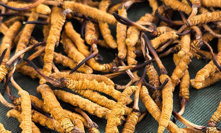 燉了二十年蟲草湯，這口感我太熟了，跟你細(xì)細(xì)說