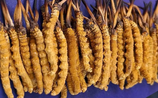 挖了三十年蟲草，這些采摘的苦，沒經(jīng)歷過的人真不懂