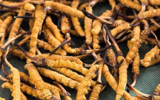 燉了二十年蟲草湯，這口感我太熟了，跟你細細說