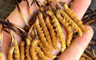 冬蟲夏草含水量：多少才合適？