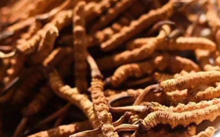 冬蟲夏草采后保存指南：鎖住營(yíng)養(yǎng)，延長(zhǎng)鮮度?